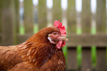 Poule pondeuse ISA brown