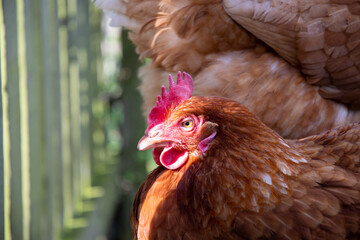 Poule pondeuse ISA brown