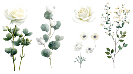 White Flower and Eucalyptus Watercolor on Transparent Background Generative AI