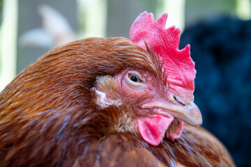 Poule pondeuse ISA brown