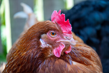 Poule pondeuse ISA brown