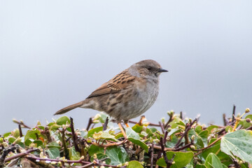 Accenteur mouchet (Prunella modularis) sur une haie
