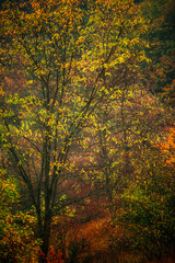 Obraz premium Colorful autumn forest , yellow and orange colors .Nature photography in the forest .Pathway in the woodlands, landscape photography in the rainy weather.Red leaves on trees , red colors .Fall nature