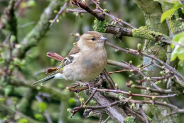Pinson des arbres femelle dans une haie