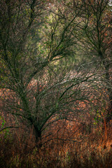 Fototapeta premium Colorful autumn forest , yellow and orange colors .Nature photography in the forest .Pathway in the woodlands, landscape photography in the rainy weather.Red leaves on trees , red colors .Fall nature