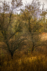 Colorful autumn forest , yellow and orange colors .Nature photography in the forest .Pathway in the woodlands, landscape photography in the rainy weather.Red leaves on trees , red colors .Fall nature