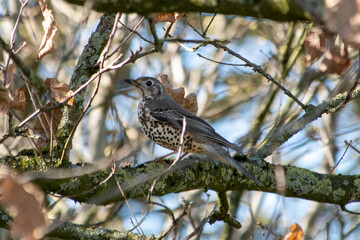 Grive draine (Turdus viscivorus) sur une branche en hiver