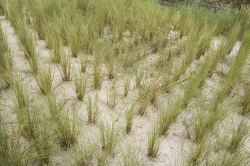Gewöhnlicher Strandhafer (Ammophila arenaria), Neupflanzung auf einer Düne an der Ostsee, Deutschland