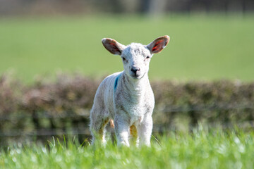 Agneau mignon en pâture, un matin de printemps