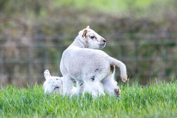 Agneau mignon en pâture, un matin de printemps