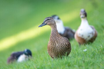 Domestic duck ducks walking in the grass
