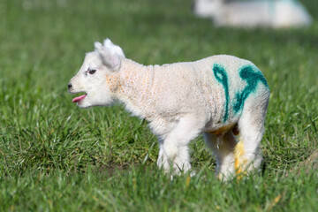 Obraz premium Agneau mignon en pâture, un matin de printemps