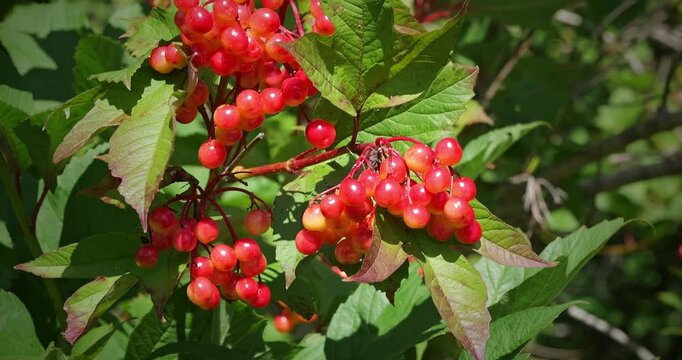 Bright red berries of the Guelder Rose or Viburnum opulus plant, in closeup clip.