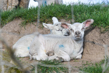 Deux agneaux mignons, un matin de printemps