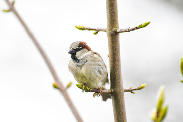 House sparrows in the trees - Passer domesticus