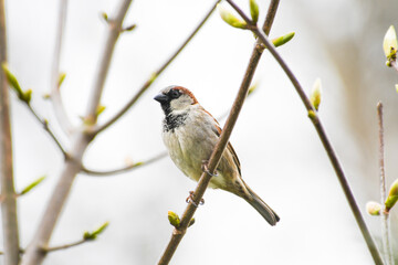 Fototapeta premium House sparrows in the trees - Passer domesticus