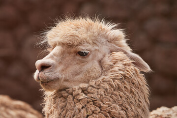 Llamas are domesticated animals that have been used by Andean cultures for centuries as pack...