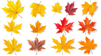 Fototapeta premium Vibrant Yellow and Orange Leaves on White Background Generative AI