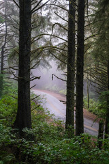 Obraz premium Foggy view through the coastal forest of the road below