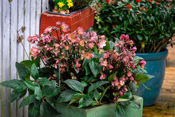 Pink hellebore flowers in the spring garden