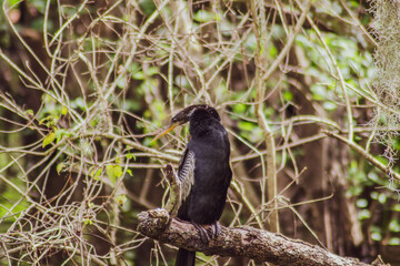 Birds of the Greater Tampa area