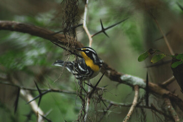 Birds of the Greater Tampa area