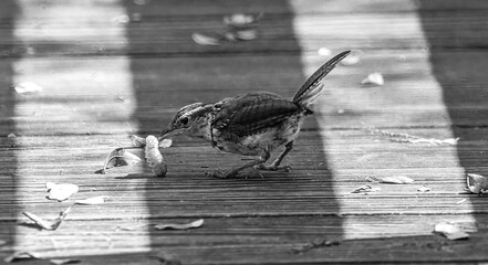 Birds of the Greater Tampa area