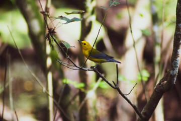 Birds of the Greater Tampa area