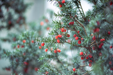 Pine needles of yew tree branches alongside red toxic berries in forest or park. Distinctive foliage, toxic plant features, woodland biodiversity, poisonous flora awareness, ecological importance