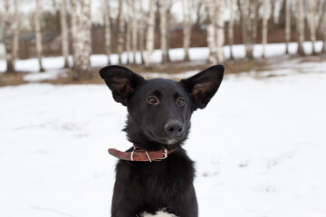 Portrait of a black puppy in winter against a background of snow