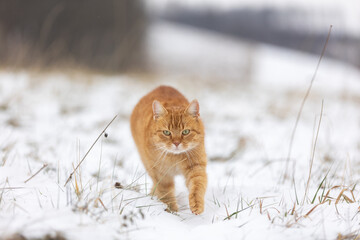 Katze im Schnee