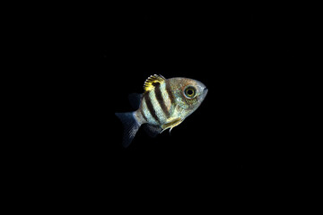 Indo-Pacific sergeant (Abudefduf vaigiensis) juvenile, TL:10mm