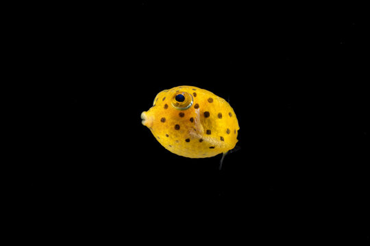 Bluespotted boxfish (Ostracion immaculatus) juvenile, TL:15mm