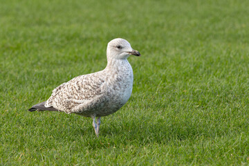 Young Seagull - Close Up view of wild seagull sea bird in Edinburgh Scotland, near Arthur's Seat.