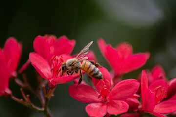 Various Macro photos of flowers