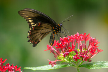 Various Macro photos of flowers and insects, lizards. 