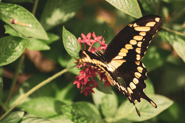 Various Macro photos of flowers and insects, lizards. 