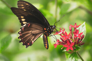 Various Macro photos of flowers and insects, lizards. 