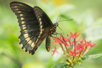 Various Macro photos of flowers and insects, lizards. 