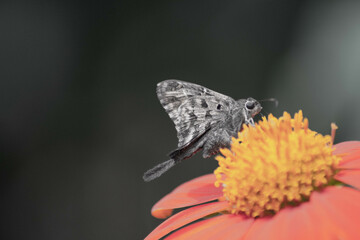 Various Macro photos of flowers