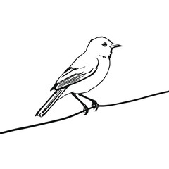Obraz premium a black and white line drawing of a bird perched on a wire.