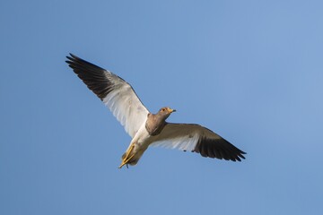 Bird in flight against blue sky