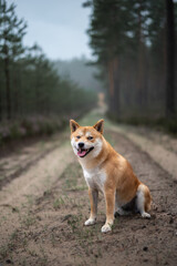 A red Shiba inu male dog is sitting on the forest path