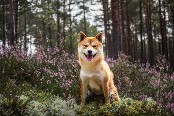 Shiba inu dog portrait in the forest among blooming heather on sunny day