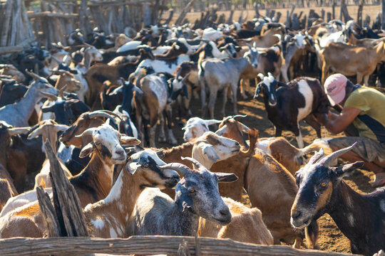 Granja de crianza de cabras y ovejas, farm where grow up goats and sheeps