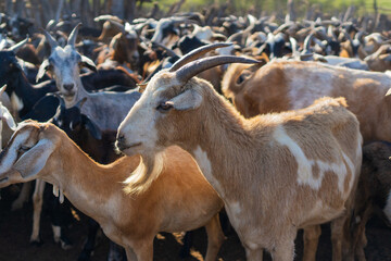 Granja de crianza de cabras y ovejas, farm where grow up goats and sheeps