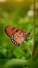 A closeup image captures a butterfly with orange and black wings perched on a green leaf. The butterflys intricate patterns and delicate features are highlighted against the lush foliage.