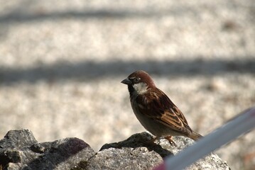 Lone sparrow resting on a rock