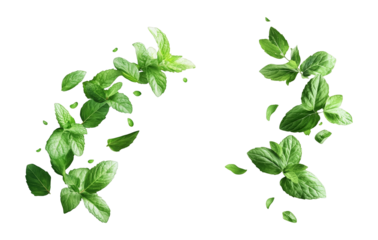Fresh mint leaves falling in the air isolated on white background peppermint spearmint herbs spices aromatherapy tea ingredient food beverage ingredient tea herbal tea organic natural food freshness