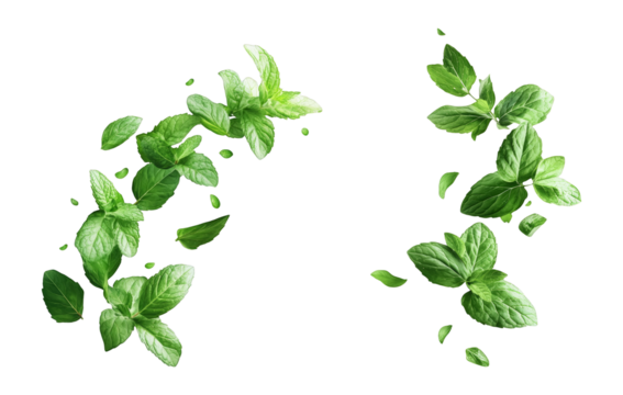 Fresh mint leaves falling in the air isolated on white background peppermint spearmint herbs spices aromatherapy tea ingredient food beverage ingredient tea herbal tea organic natural food freshness